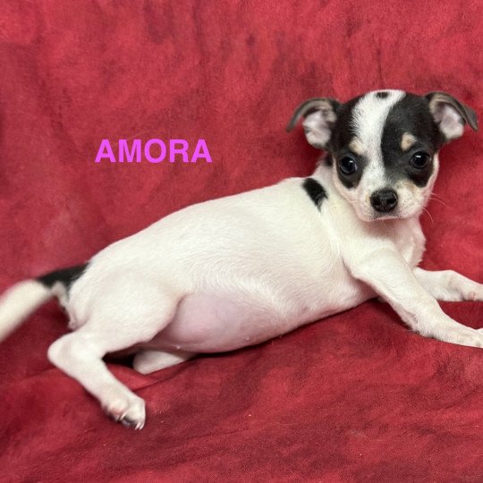 chiot Chihuahua Poil Court AMORA chihuahua pc Domaine de la Chantelaie
