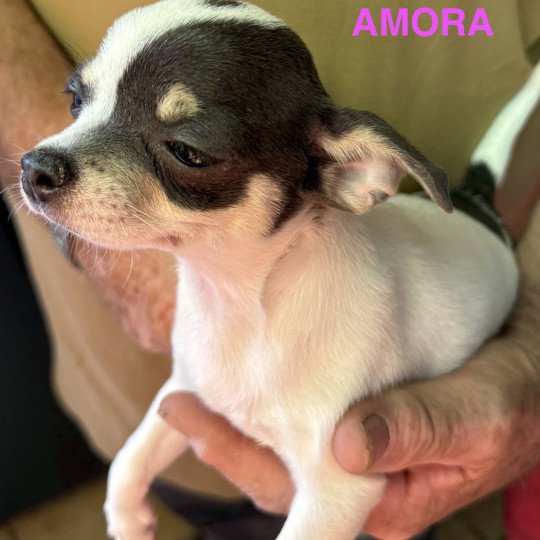 chiot Chihuahua Poil Court AMORA chihuahua pc Domaine de la Chantelaie