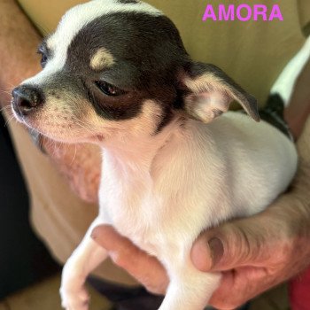chiot Chihuahua Poil Court AMORA chihuahua pc Domaine de la Chantelaie chiot Chihuahua Poil Court AMORA chihuahua pc Domaine de la Chantelaie