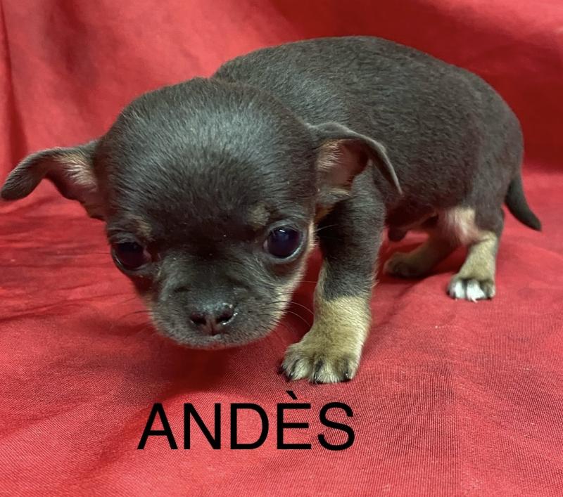 ANDÈS chihuahua LOF disponible Mâle Chihuahua Poil Court