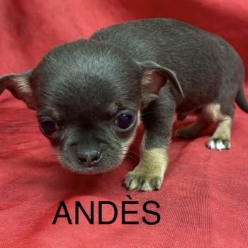 chiot Chihuahua Poil Court ANDÈS chihuahua LOF à résserver Domaine de la Chantelaie
