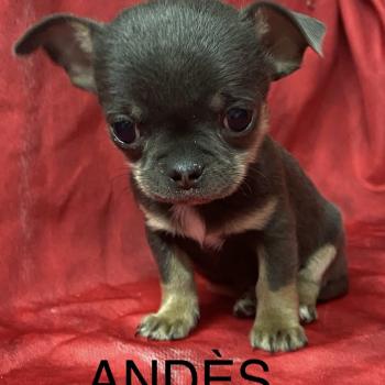chiot Chihuahua Poil Court ANDÈS chihuahua LOF à résserver Domaine de la Chantelaie