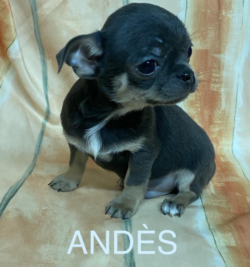 ANDÈS chihuahua LOF disponible Mâle Chihuahua Poil Court