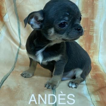 chiot Chihuahua Poil Court ANDÈS chihuahua LOF disponible Domaine de la Chantelaie