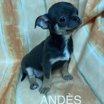 chiot Chihuahua Poil Court ANDÈS chihuahua LOF disponible Domaine de la Chantelaie