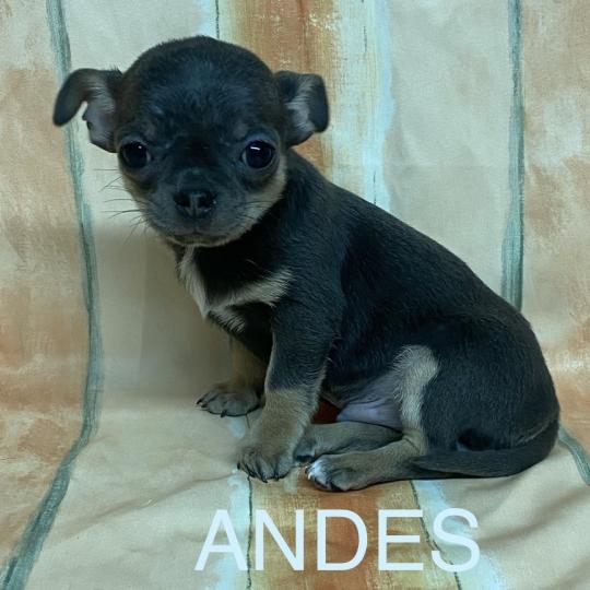 chiot Chihuahua Poil Court ANDÈS chihuahua LOF disponible Domaine de la Chantelaie