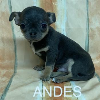 chiot Chihuahua Poil Court ANDÈS chihuahua LOF disponible Domaine de la Chantelaie