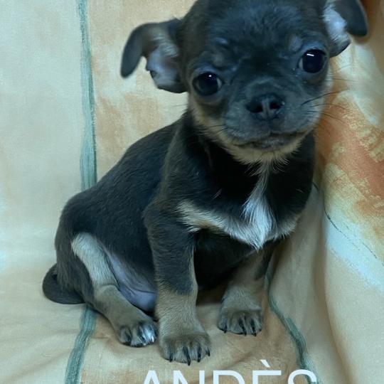 chiot Chihuahua Poil Court ANDÈS chihuahua LOF disponible Domaine de la Chantelaie