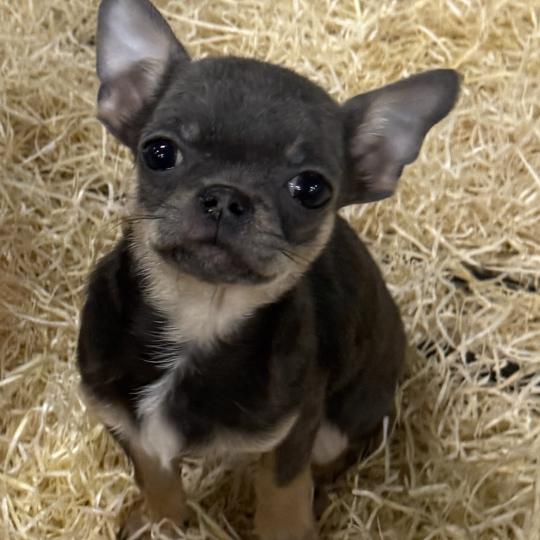chiot Chihuahua Poil Court ANDÈS chihuahua LOF disponible Domaine de la Chantelaie