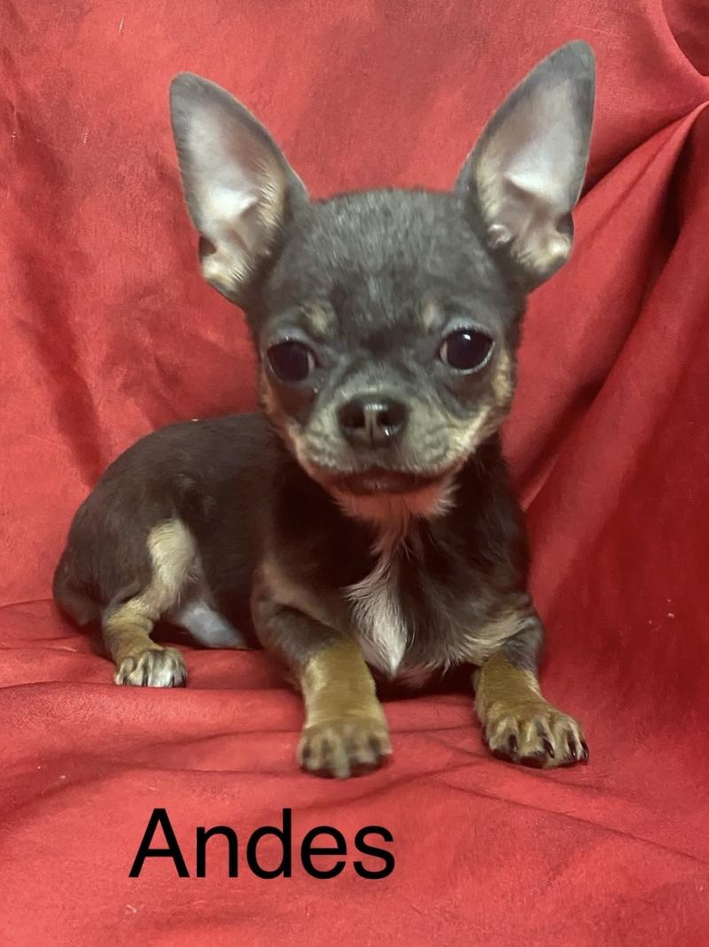 ANDÈS chihuahua LOF disponible Mâle Chihuahua Poil Court