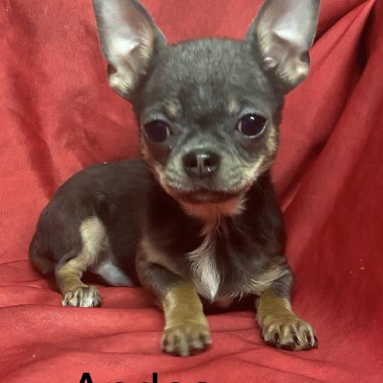 ANDÈS chihuahua LOF disponible Mâle Chihuahua Poil Court