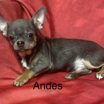 chiot Chihuahua Poil Court ANDÈS chihuahua LOF disponible Domaine de la Chantelaie