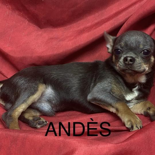 ANDÈS chihuahua LOF disponible Mâle Chihuahua Poil Court
