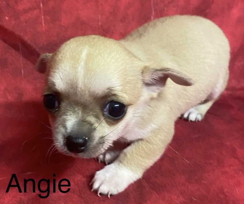 ANGIE chihuahua à réserver Femelle Chihuahua Poil Court