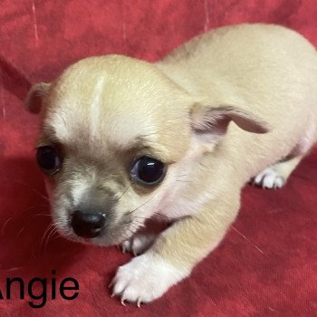 chiot Chihuahua Poil Court ANGIE chihuahua à réserver Domaine de la Chantelaie