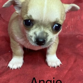 chiot Chihuahua Poil Court ANGIE chihuahua à réserver Domaine de la Chantelaie