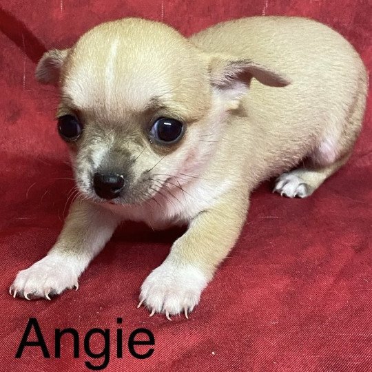 chiot Chihuahua Poil Court ANGIE chihuahua à réserver Domaine de la Chantelaie