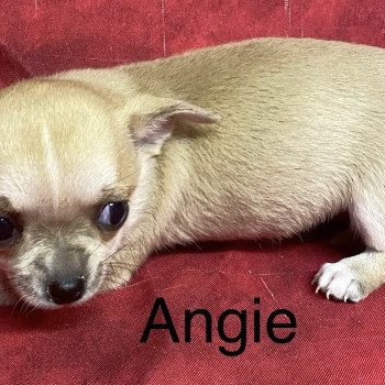 chiot Chihuahua Poil Court ANGIE chihuahua à réserver Domaine de la Chantelaie