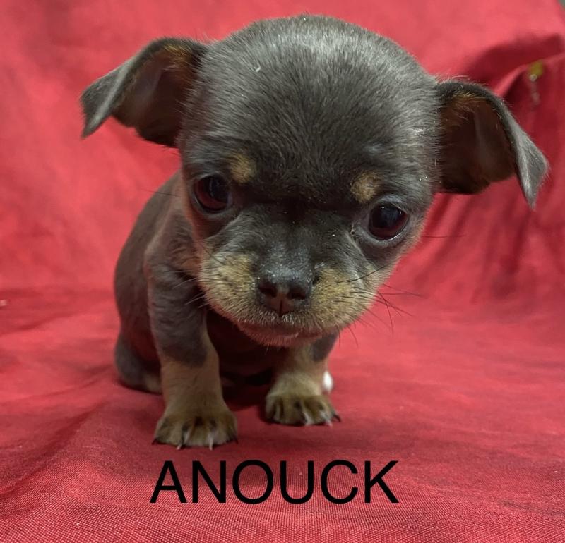 ANOUCK chihuahua LOF RÉSERVÉE Femelle Chihuahua Poil Court