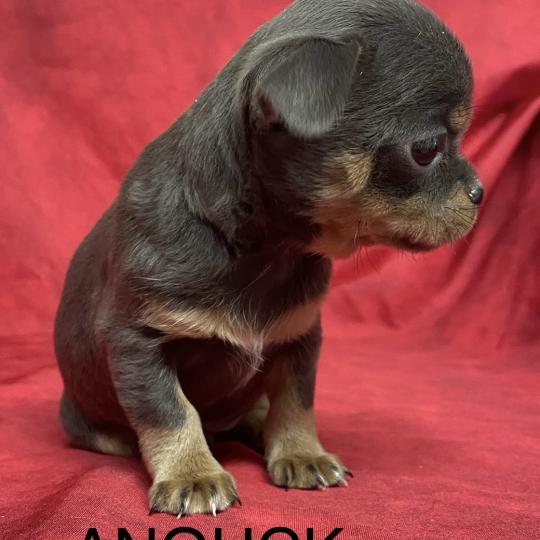 chiot Chihuahua Poil Court ANOUCK chihuahua LOF à réserver Domaine de la Chantelaie