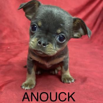 chiot Chihuahua Poil Court ANOUCK chihuahua LOF à réserver Domaine de la Chantelaie