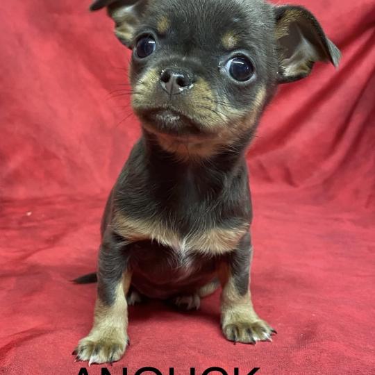 chiot Chihuahua Poil Court ANOUCK chihuahua LOF à réserver Domaine de la Chantelaie