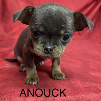 chiot Chihuahua Poil Court ANOUCK chihuahua LOF à réserver Domaine de la Chantelaie