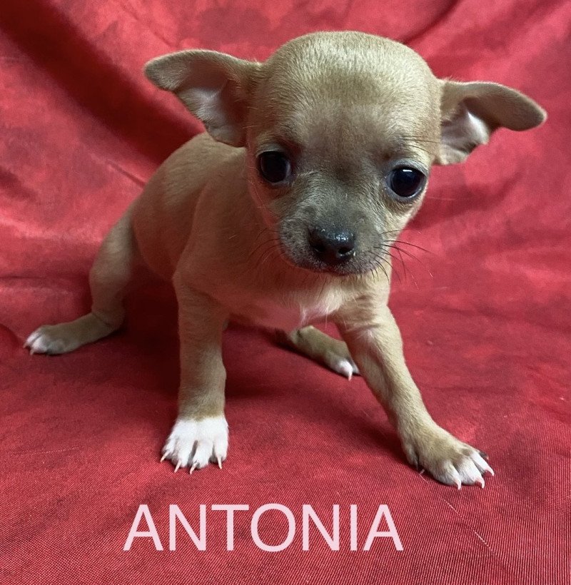 ANTONIA chihuahua à voir pour rester à l'élevage Femelle Chihuahua Poil Court