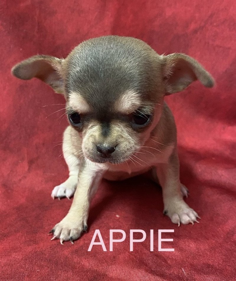 APPIE chihuahua à réserver Femelle Chihuahua Poil Court