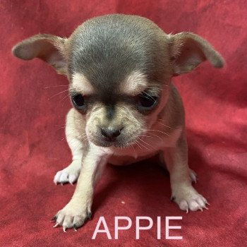 chiot Chihuahua Poil Court APPIE chihuahua à réserver Domaine de la Chantelaie