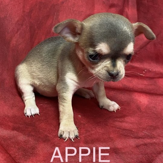 chiot Chihuahua Poil Court APPIE chihuahua à réserver Domaine de la Chantelaie chiot Chihuahua Poil Court APPIE chihuahua à réserver Domaine de la Chantelaie