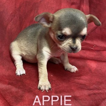 chiot Chihuahua Poil Court APPIE chihuahua à réserver Domaine de la Chantelaie