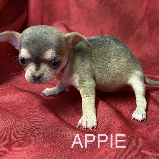 chiot Chihuahua Poil Court APPIE chihuahua à réserver Domaine de la Chantelaie chiot Chihuahua Poil Court APPIE chihuahua à réserver Domaine de la Chantelaie
