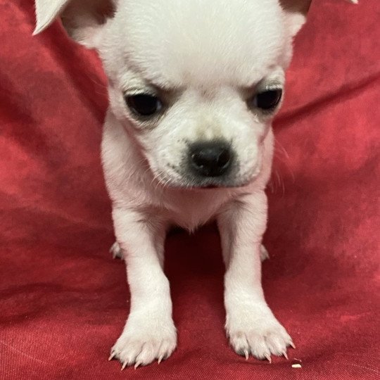 chiot Chihuahua Poil Court ARGON chihuahua Domaine de la Chantelaie