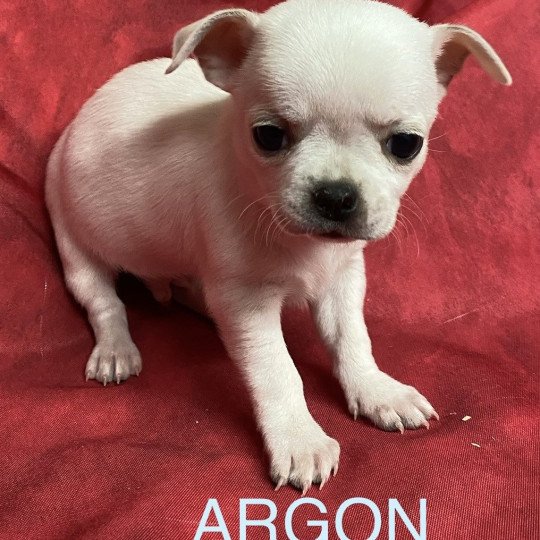 chiot Chihuahua Poil Court ARGON chihuahua Domaine de la Chantelaie