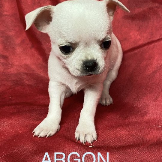 chiot Chihuahua Poil Court ARGON chihuahua Domaine de la Chantelaie