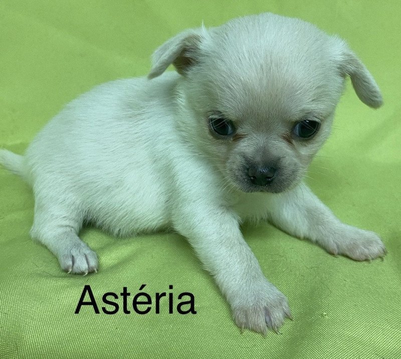 ASTÉRIA chihuahua à réserver Femelle Chihuahua Poil Court