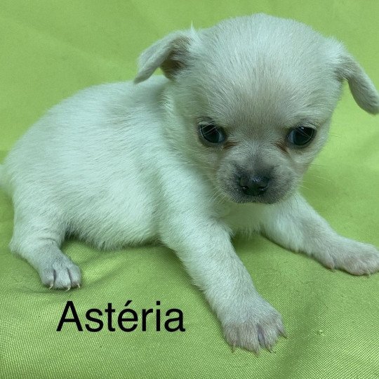 chiot Chihuahua Poil Court ASTÉRIA chihuahua à réserver Domaine de la Chantelaie