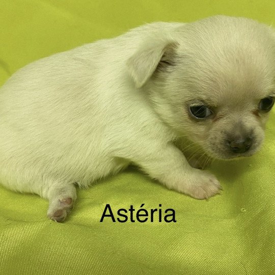 chiot Chihuahua Poil Court ASTÉRIA chihuahua à réserver Domaine de la Chantelaie