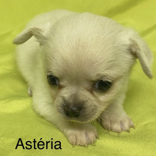 chiot Chihuahua Poil Court ASTÉRIA chihuahua à réserver Domaine de la Chantelaie