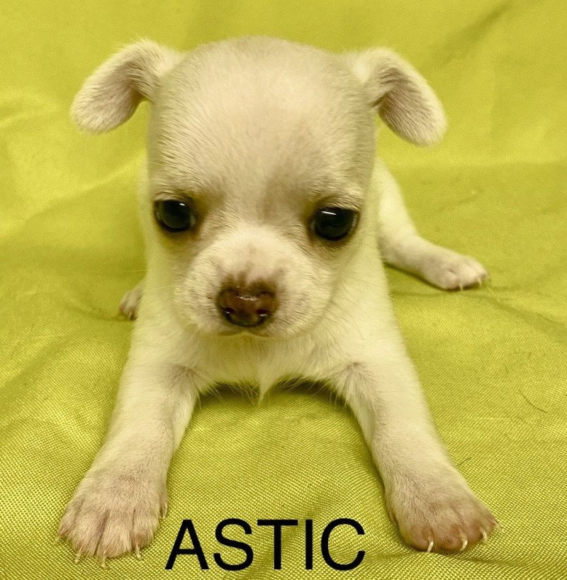 ASTIC chihuahua à réserver Mâle Chihuahua Poil Court