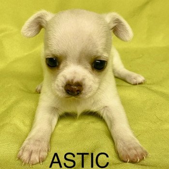 chiot Chihuahua Poil Court ASTIC chihuahua à réserver Domaine de la Chantelaie