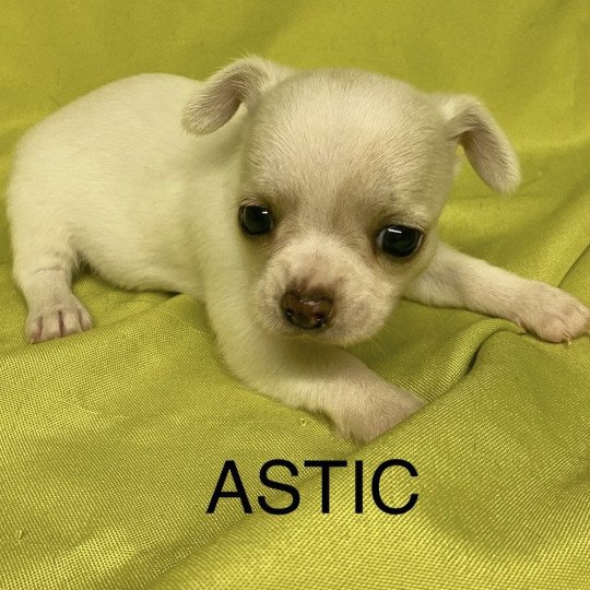 chiot Chihuahua Poil Court ASTIC chihuahua à réserver Domaine de la Chantelaie