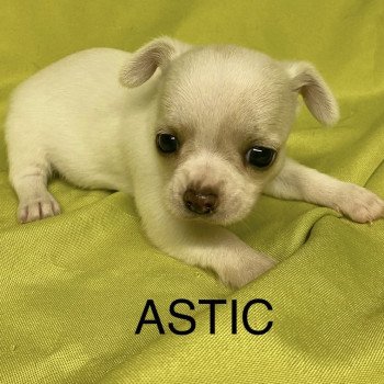 chiot Chihuahua Poil Court ASTIC chihuahua à réserver Domaine de la Chantelaie