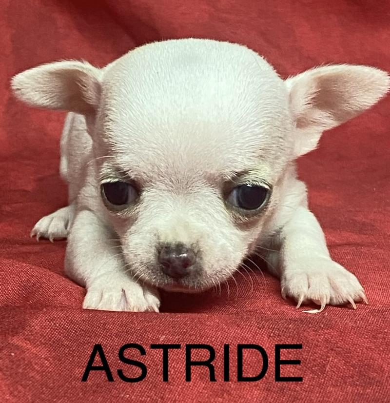 ASTRIDE chihuahua à réserver Femelle Chihuahua Poil Court