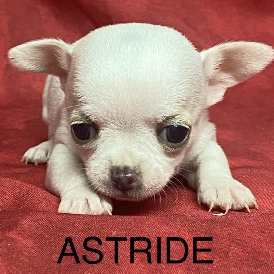 chiot Chihuahua Poil Court ASTRIDE chihuahua à réserver Domaine de la Chantelaie