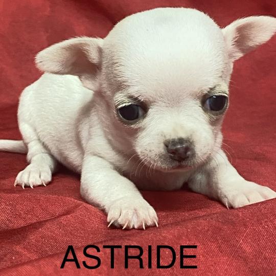 chiot Chihuahua Poil Court ASTRIDE chihuahua à réserver Domaine de la Chantelaie