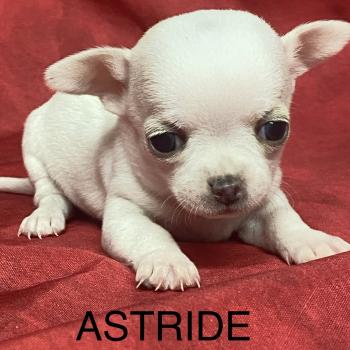 chiot Chihuahua Poil Court ASTRIDE chihuahua à réserver Domaine de la Chantelaie