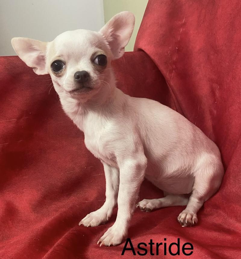 ASTRIDE chihuahua DISPONIBLE Femelle Chihuahua Poil Court
