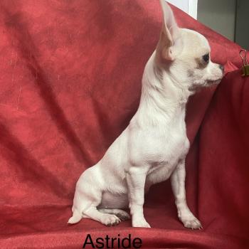 chiot Chihuahua Poil Court ASTRIDE chihuahua DISPONIBLE Domaine de la Chantelaie